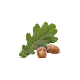 עץ אלון